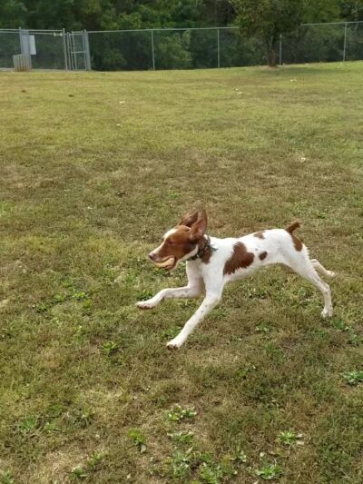 Bark Park - Bristol, TN