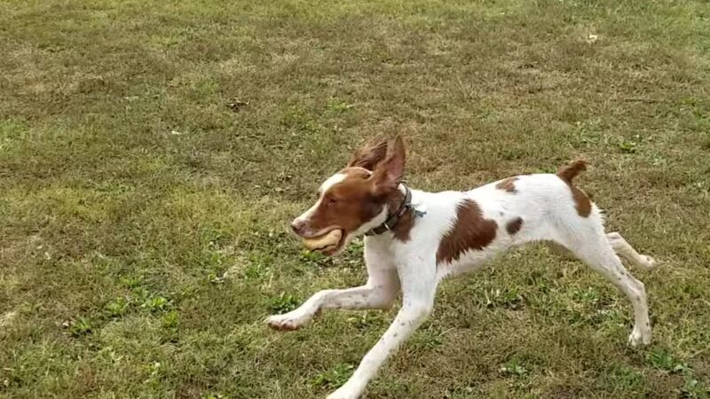 Bark Park - Bristol, TN