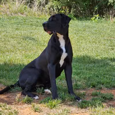 Bark Park - Bristol, TN