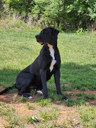 Bark Park - Bristol, TN