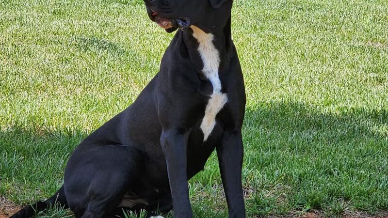 Bark Park - Bristol, TN