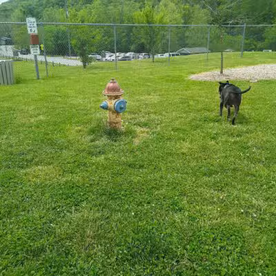 Bark Park - Bristol, TN