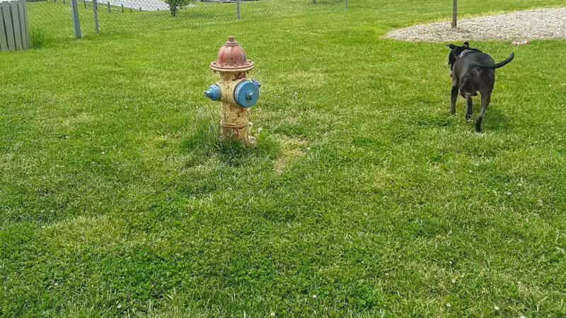 Bark Park - Bristol, TN