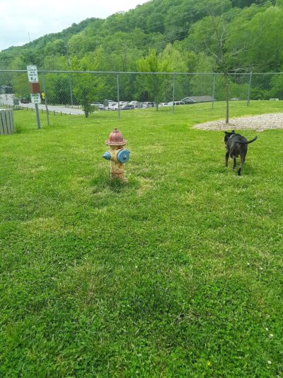 Bark Park - Bristol, TN