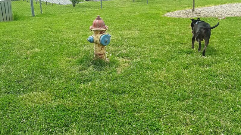 Bark Park - Bristol, TN