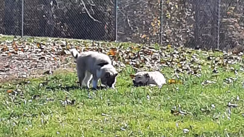 Bark Park - Bristol, TN