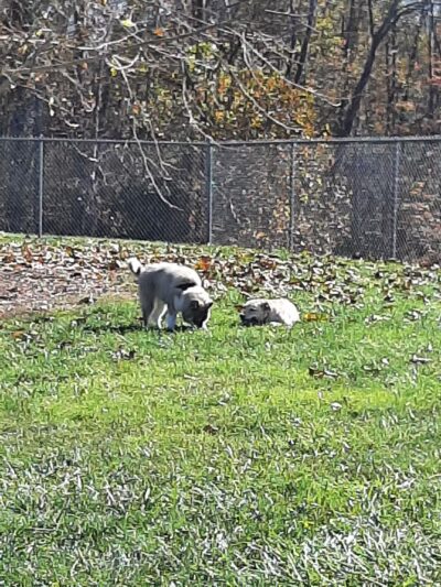 Bark Park - Bristol, TN