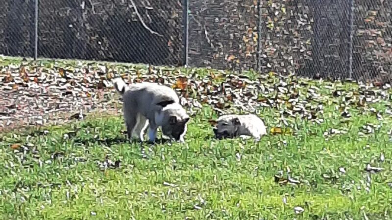 Bark Park - Bristol, TN