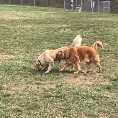 Dog Park - Bristol, TN