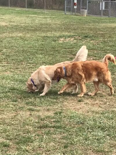 Dog Park - Bristol, TN