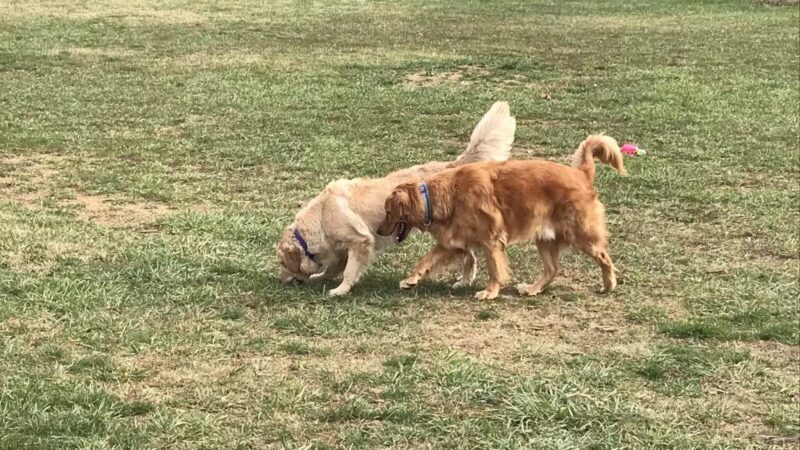 Dog Park - Bristol, TN