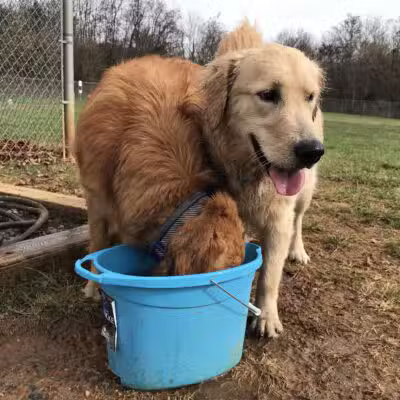 Dog Park - Bristol, TN