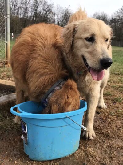 Dog Park - Bristol, TN