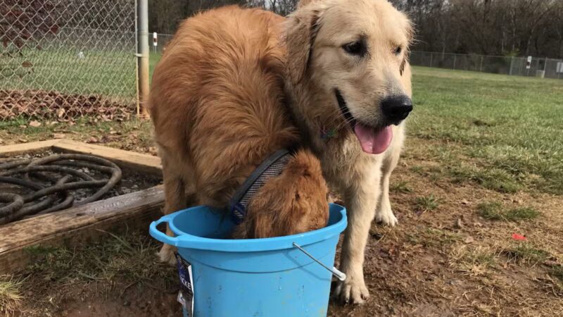 Dog Park - Bristol, TN