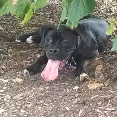 Dog Park - Bristol, TN