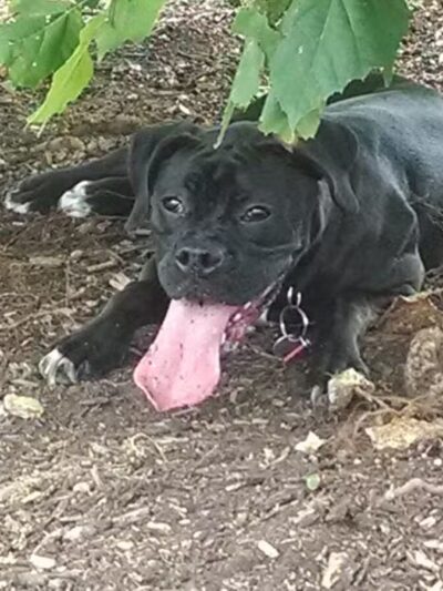 Dog Park - Bristol, TN