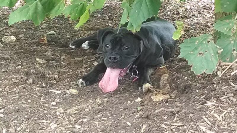 Dog Park - Bristol, TN