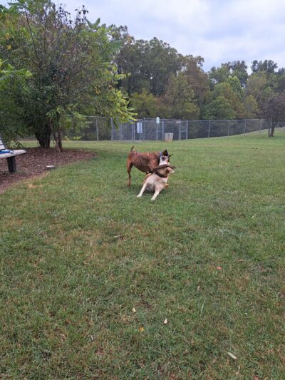Dog Park - Bristol, TN