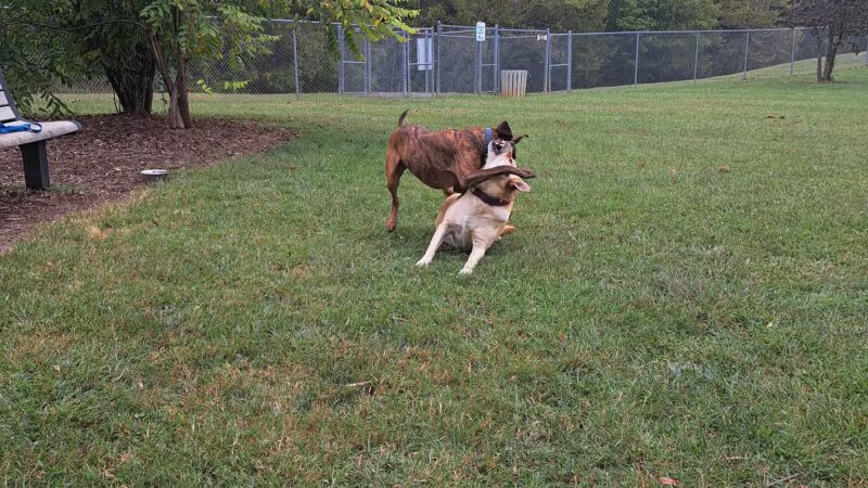 Dog Park - Bristol, TN