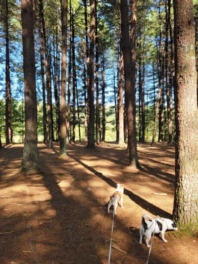 Sugar Hollow Park - Bristol, VA