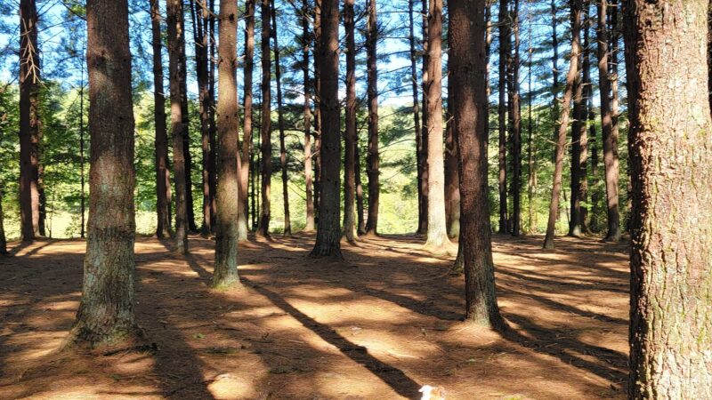 Sugar Hollow Park - Bristol, VA