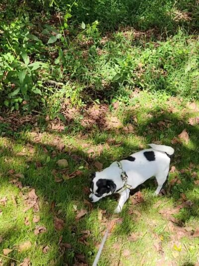 Sugar Hollow Park - Bristol, VA