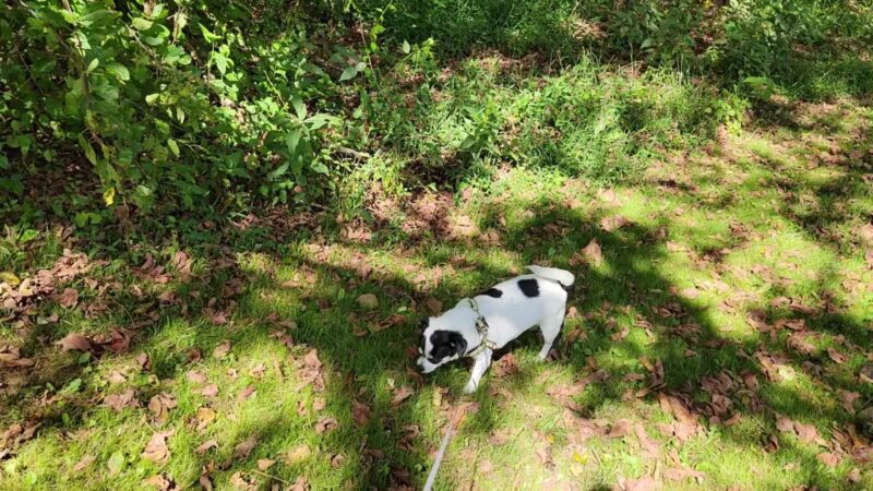 Sugar Hollow Park - Bristol, VA