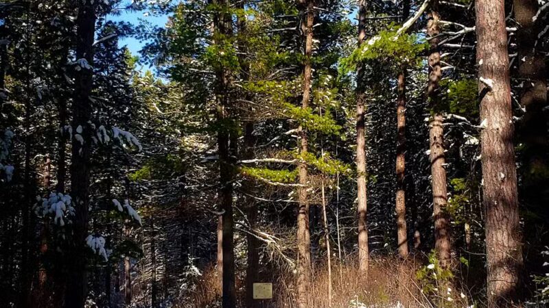 Big Aspen Trail - Britt, MN