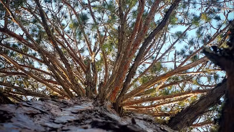 Big Aspen Trail - Britt, MN