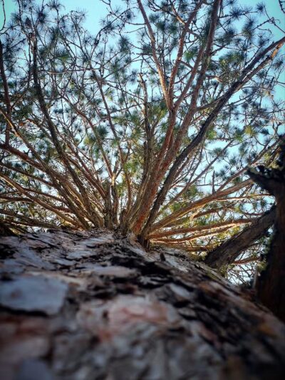 Big Aspen Trail - Britt, MN