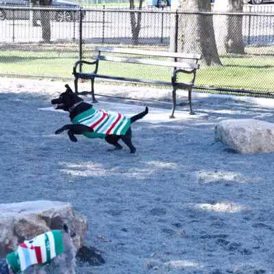 Devoe Park Dog Run - Bronx, NY