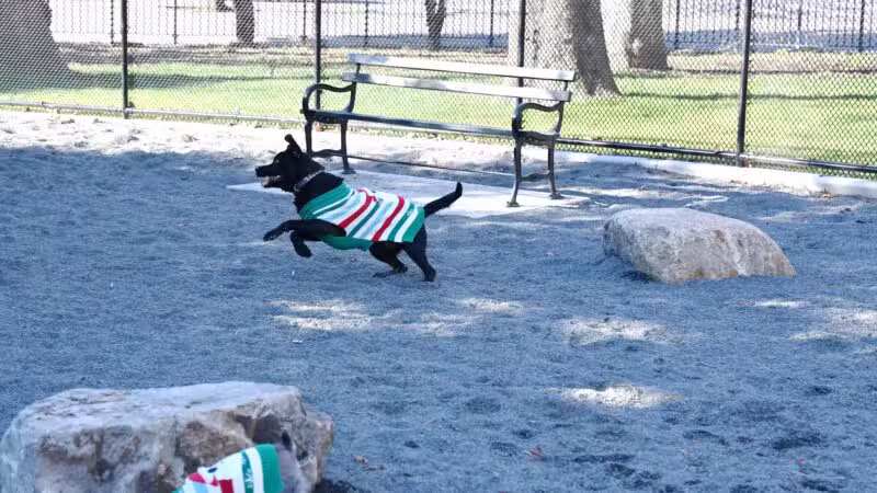 Devoe Park Dog Run - Bronx, NY