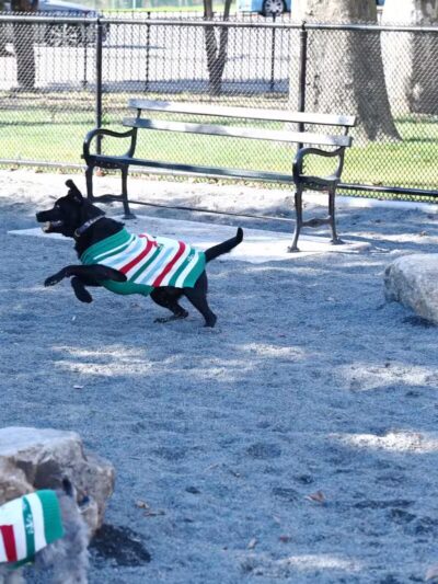 Devoe Park Dog Run - Bronx, NY