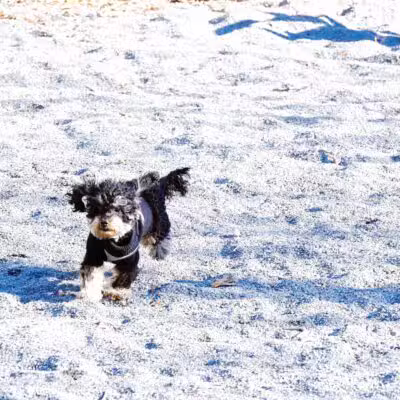 Devoe Park Dog Run - Bronx, NY