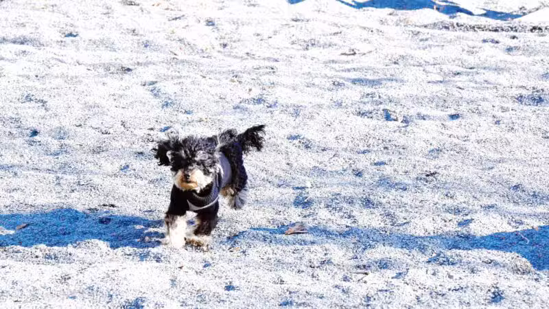 Devoe Park Dog Run - Bronx, NY