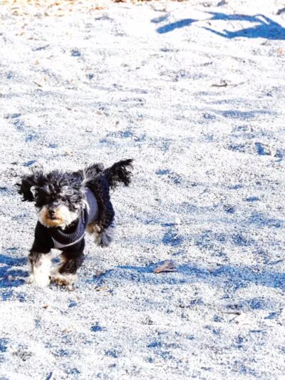 Devoe Park Dog Run - Bronx, NY