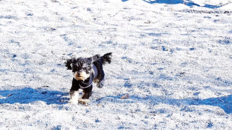 Devoe Park Dog Run - Bronx, NY