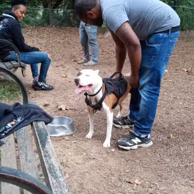 Ewen Park Dog Run - Bronx, NY