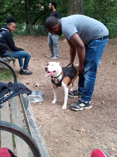 Ewen Park Dog Run - Bronx, NY