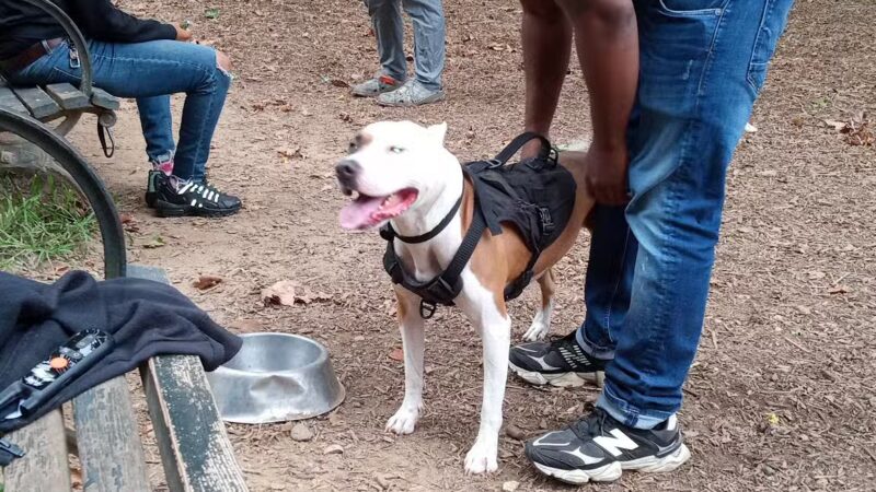 Ewen Park Dog Run - Bronx, NY