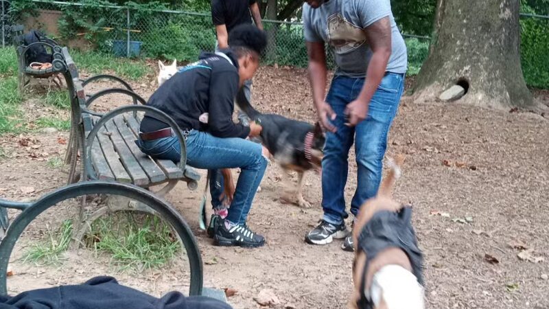 Ewen Park Dog Run - Bronx, NY