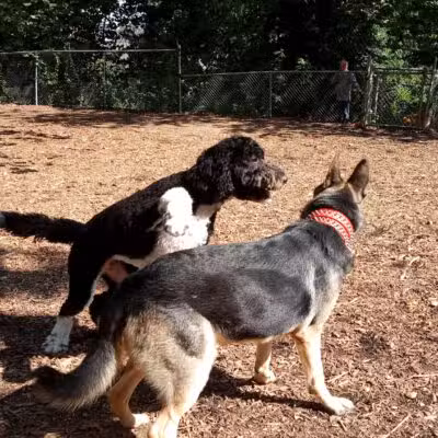 Ewen Park Dog Run - Bronx, NY