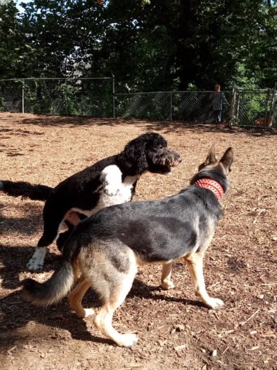 Ewen Park Dog Run - Bronx, NY