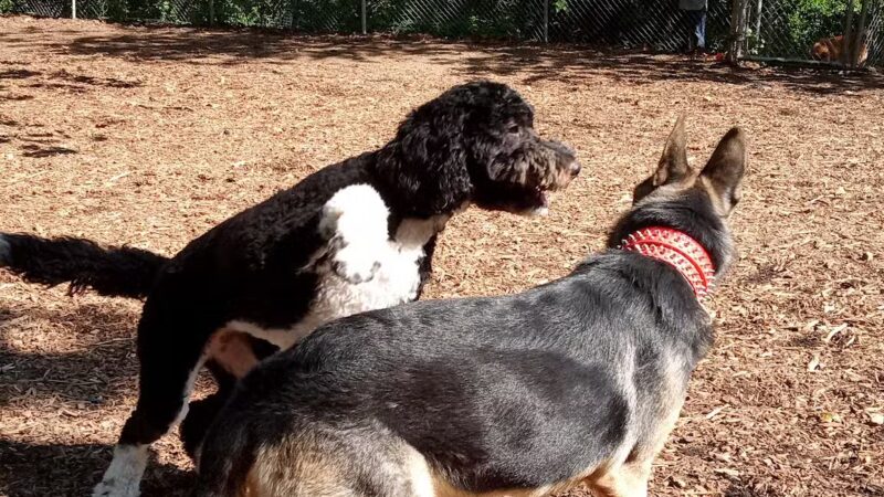 Ewen Park Dog Run - Bronx, NY