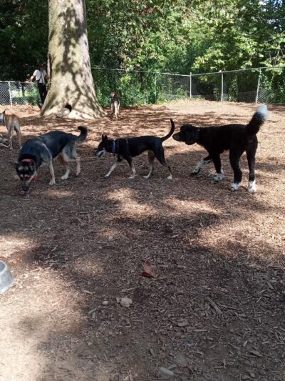Ewen Park Dog Run - Bronx, NY