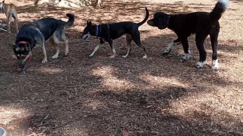 Ewen Park Dog Run - Bronx, NY