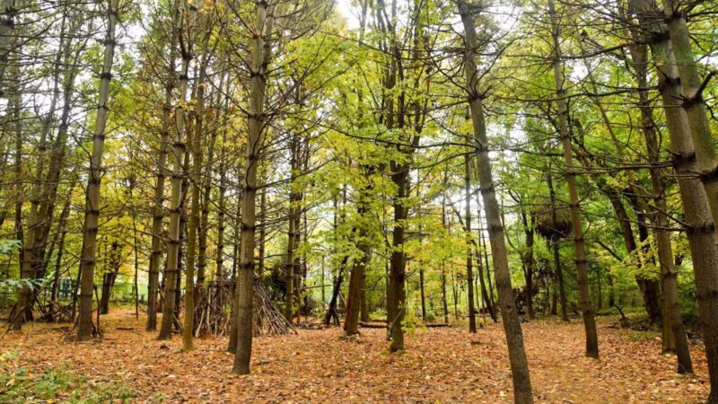 Riverdale Park - Bronx, NY
