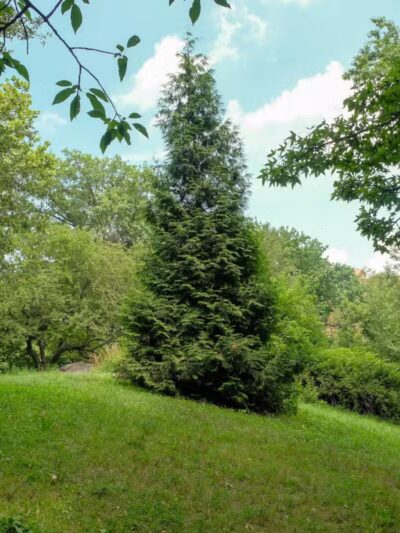 Ewen Park - Bronx, NY