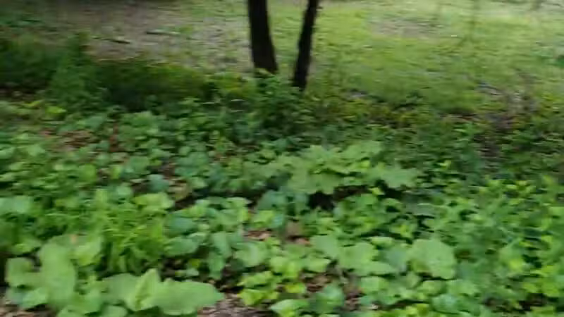 Ewen Park - Bronx, NY