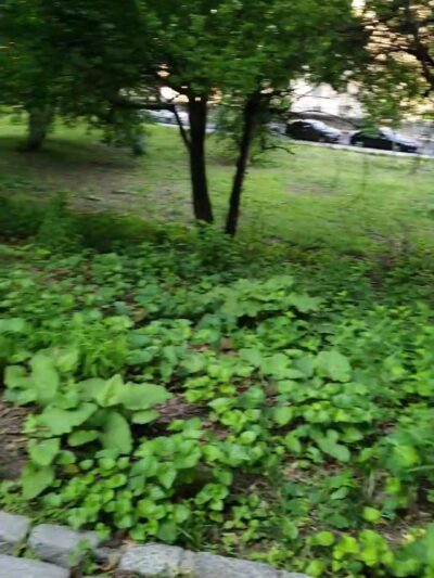 Ewen Park - Bronx, NY